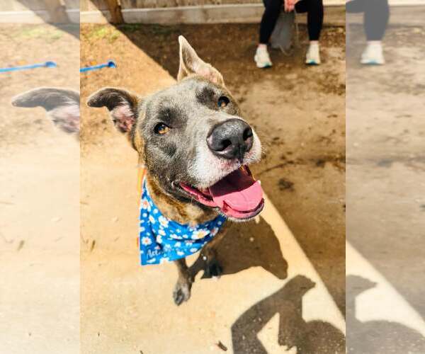 Medium Photo #9 Catahoula Leopard Dog-Labrador Retriever Mix Puppy For Sale in Houston, TX, USA