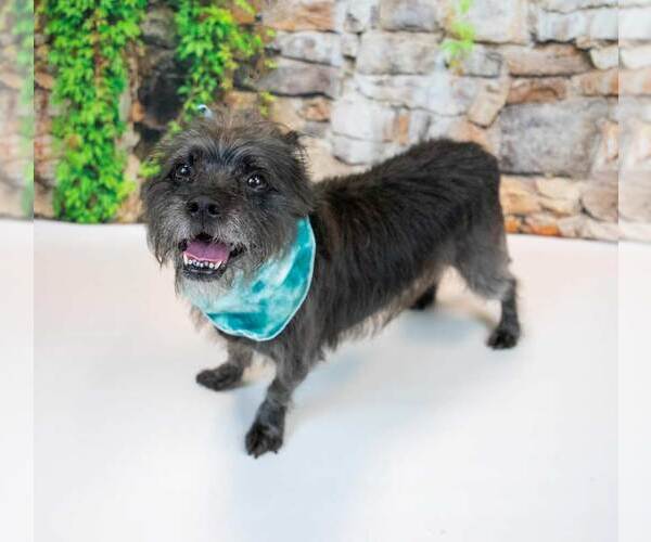 Medium Photo #4 Mutt Puppy For Sale in Kennesaw, GA, USA