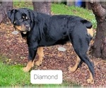 Small Photo #1 Rottweiler Puppy For Sale in GRESHAM, OR, USA