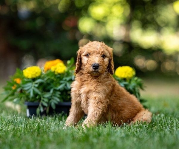 Medium Photo #2 Goldendoodle Puppy For Sale in LODI, CA, USA