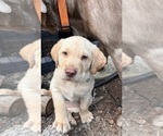 Puppy Luigi Labrador Retriever