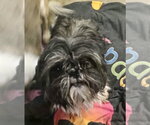 Small Photo #7 Shih Tzu Puppy For Sale in Mount Laurel, NJ, USA