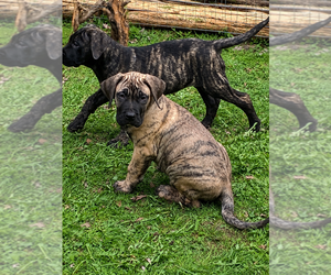 Presa Canario Puppy for sale in ANSON, ME, USA