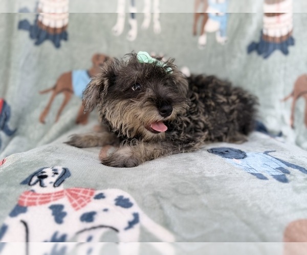 Medium Photo #6 Schnauzer (Miniature) Puppy For Sale in LAKELAND, FL, USA