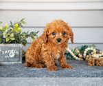 Puppy Kirk Cavapoo