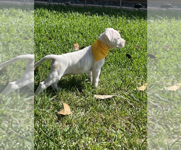 Medium Photo #1 American Bulldog Puppy For Sale in PASADENA, TX, USA