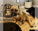 Small #2 Bulldog Mix