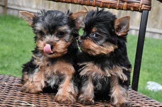 Yorkshire Terrier Puppy for sale in LAKE STEVENS, WA, USA