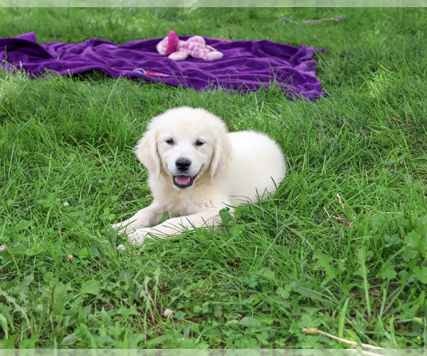 Medium Photo #3 Golden Retriever Puppy For Sale in SYRACUSE, IN, USA