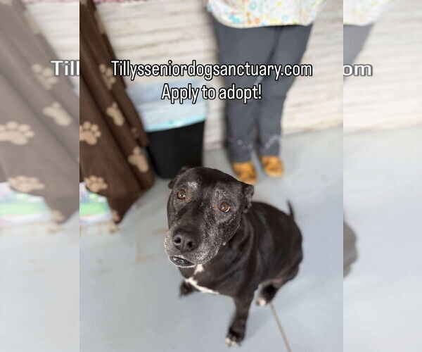 Medium Photo #1 Labrador Retriever Puppy For Sale in Stratham, NH, USA