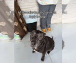 Small Labrador Retriever