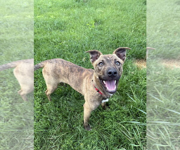 Medium Photo #2 Mutt Puppy For Sale in Bemidji, MN, USA