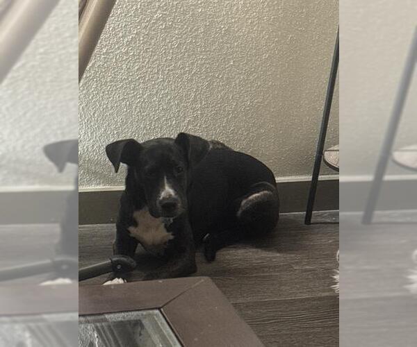 Medium Photo #1 Mutt Puppy For Sale in San Antonio, TX, USA