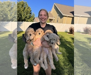 Goldendoodle-Poodle (Toy) Mix Puppy for sale in MAPLETON, UT, USA