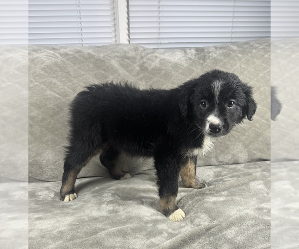 Medium Photo #4 Australian Shepherd Puppy For Sale in SALISBURY, NC, USA