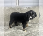 Small #3 Australian Shepherd