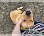 Small #13 Labrador Retriever Mix