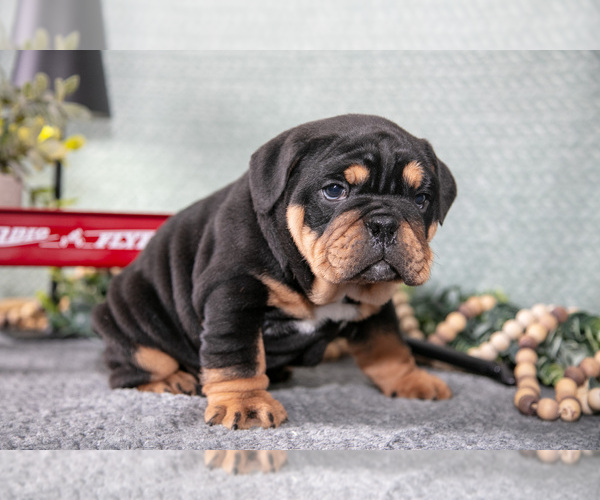Medium Photo #2 Victorian Bulldog Puppy For Sale in MILLERSBURG, IN, USA
