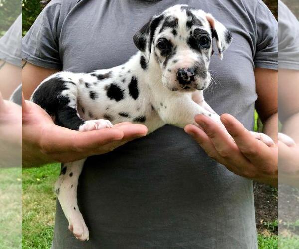 View Ad Great Dane Litter of Puppies for Sale near New