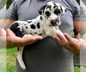 Great Dane Puppy for sale in CREAM RIDGE, NJ, USA