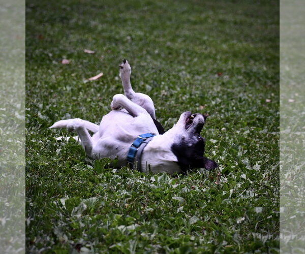 Medium Photo #3 Rat Terrier-Unknown Mix Puppy For Sale in Atlanta, GA, USA