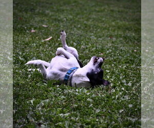 Max (VA) - Male Rat Terrier-Unknown Mix Dog for Adoption - Photo #3