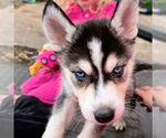 Small #2 Siberian Husky