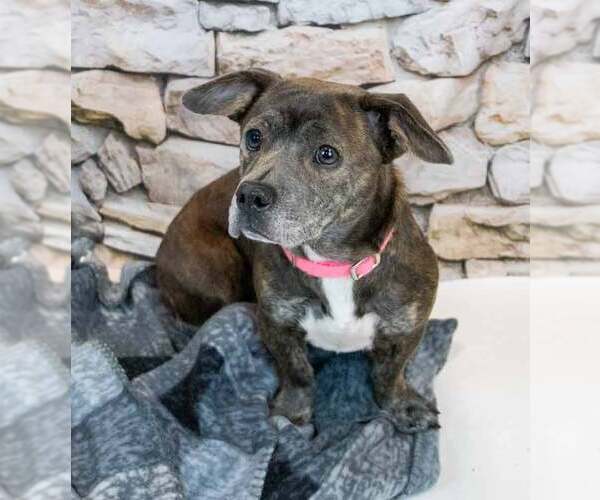 Medium Photo #2 Miniature English Bulldach Puppy For Sale in Kennesaw, GA, USA