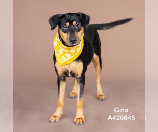 Medium Photo #2 Labrador Retriever-Unknown Mix Puppy For Sale in Conroe, TX, USA