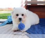 Small Photo #2 Bichon Frise Puppy For Sale in SYRACUSE, IN, USA