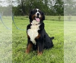 Small Photo #1 Bernese Mountain Dog Puppy For Sale in GREENSBURG, IN, USA