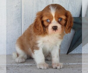 Cavalier King Charles Spaniel Puppy for sale in FREDERICKSBURG, OH, USA