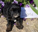 Small Photo #2 ShihPoo Puppy For Sale in BONDUEL, WI, USA
