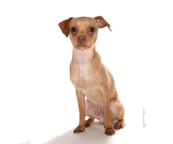 Medium Photo #3 Chipin Puppy For Sale in Oakland Park, FL, USA