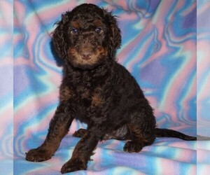 Miniature Labradoodle Puppy for sale in LA HABRA, CA, USA
