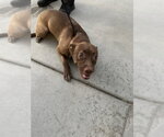 ABBY - Female American Pit Bull Terrier Dog for Adoption - Small photo