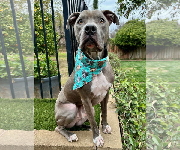Medium Photo #11 American Pit Bull Terrier-Unknown Mix Puppy For Sale in Redlands, CA, USA