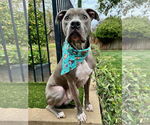 Small #10 American Pit Bull Terrier Mix