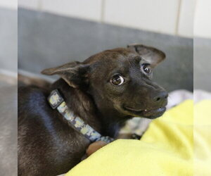 Chihuahua-Unknown Mix Dogs for adoption in San Antonio, TX, USA