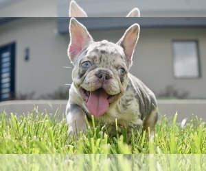 Medium French Bulldog