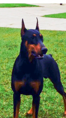 Father of the Doberman Pinscher puppies born on 08/19/2017