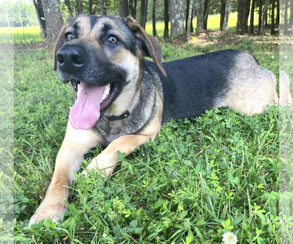 Medium Photo #3 German Shepherd Dog-Unknown Mix Puppy For Sale in Mount Airy, NC, USA