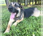 Small #2 German Shepherd Dog Mix