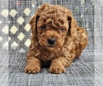 Puppy Tajin Poodle (Toy)