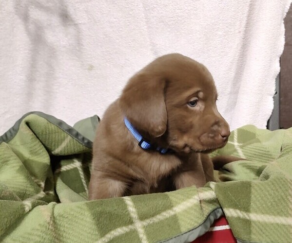 Medium Photo #7 Labrador Retriever Puppy For Sale in RANDOLPH, WI, USA