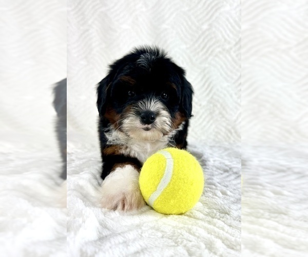 Medium Photo #4 Cock-A-Poo Puppy For Sale in GREENFIELD, IN, USA