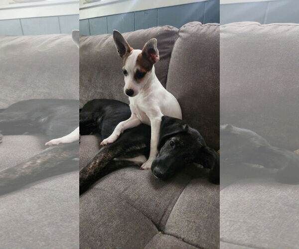 Medium Photo #5 Mutt Puppy For Sale in Farmington, MN, USA