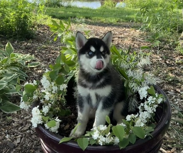 Medium Photo #25 Siberian Husky Puppy For Sale in ALTON, IL, USA