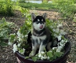 Small Photo #25 Siberian Husky Puppy For Sale in ALTON, IL, USA