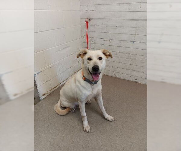 Medium Photo #1 Labrador Retriever Puppy For Sale in San Bernardino, CA, USA